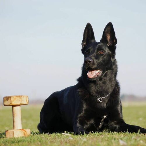 Product photo Wooden dumbbell for IGP, glued from beech wood 8