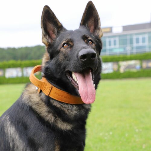 Product photo Leather collar with DRAGO handle, colored 16