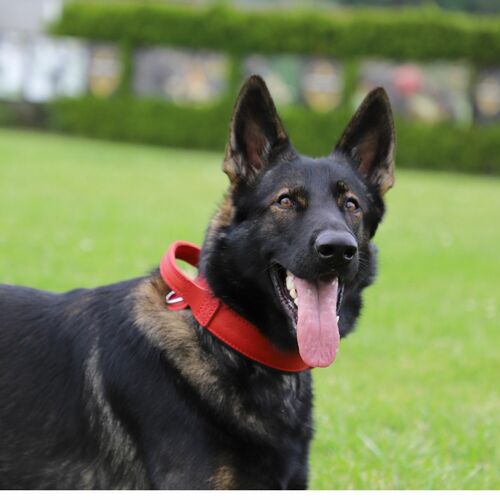 Product photo Leather collar with DRAGO handle, colored 4