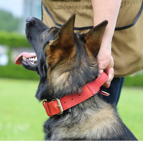 Product photo Leather collar with DRAGO handle, colored 7