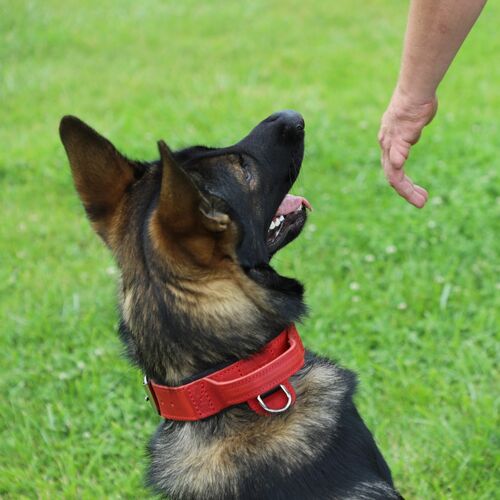 Product photo Leather collar with DRAGO handle, colored 12