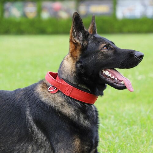 Product photo Leather collar with DRAGO handle, colored 14