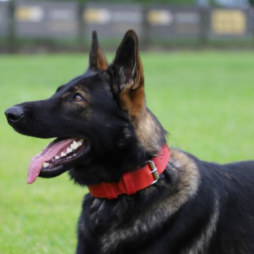 Product photo Leather collar with DRAGO handle, colored 15