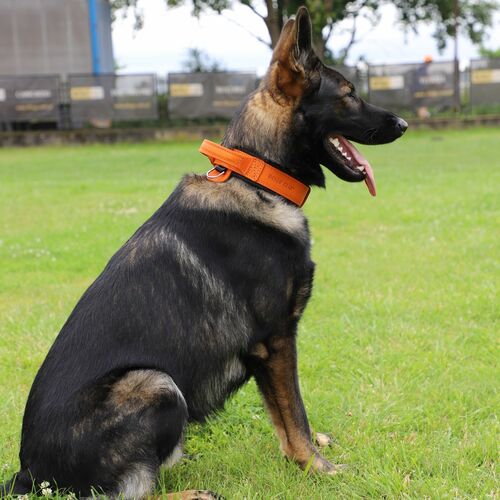 Product photo Leather collar with DRAGO handle, colored 4
