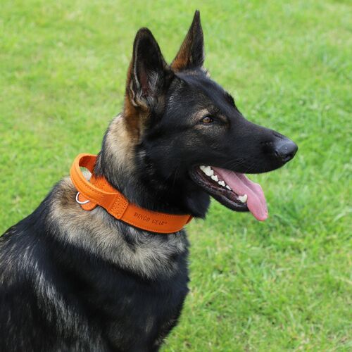 Product photo Leather collar with DRAGO handle, colored 15