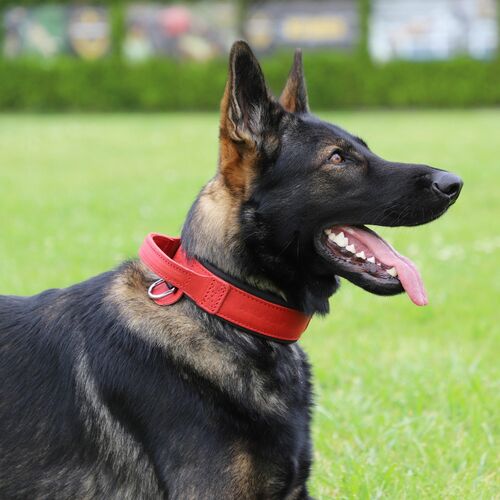 Product photo Leather collar with DRAGO handle, colored 11