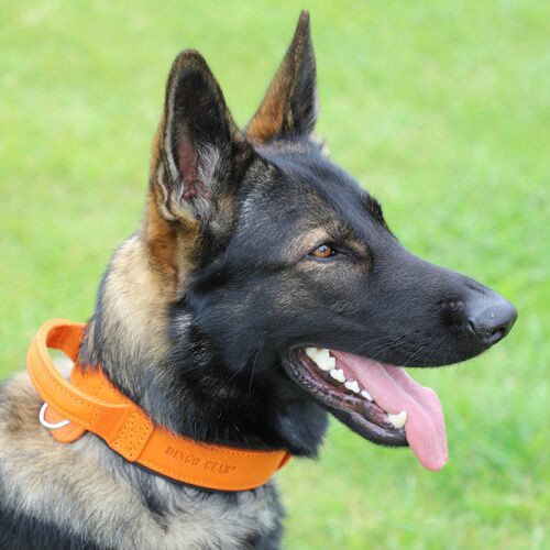 Product photo Leather collar with DRAGO handle, colored 10
