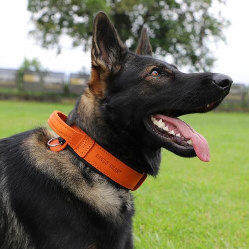 Product photo Leather collar with DRAGO handle, colored 12