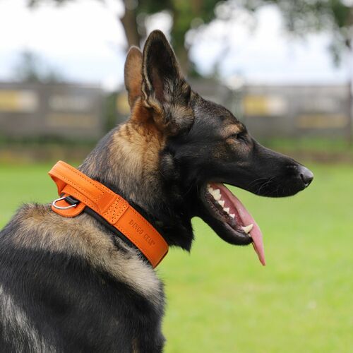 Product photo Leather collar with DRAGO handle, colored 15