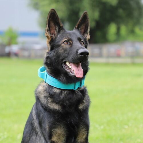 Product photo Leather collar with DRAGO handle, colored 10