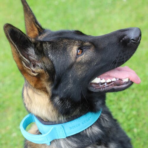 Product photo Leather collar with DRAGO handle, colored 12