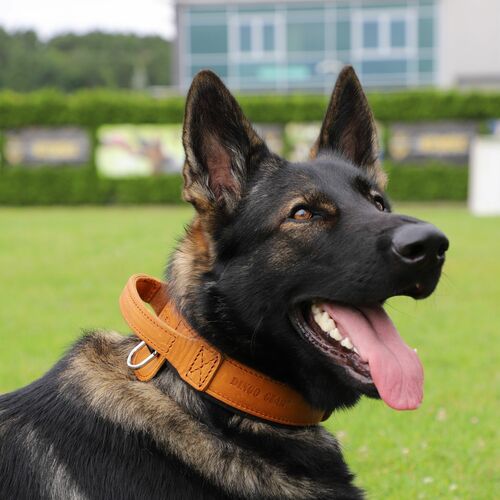 Product photo Leather collar with DRAGO handle, colored 9