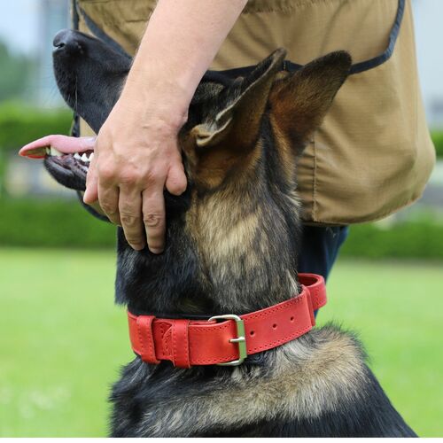 Product photo Leather collar with DRAGO handle, colored 10
