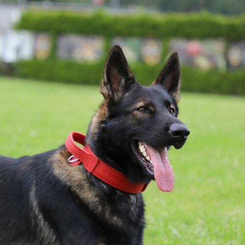 Product photo Leather collar with DRAGO handle, colored 15
