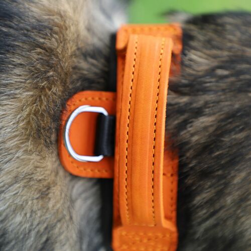Product photo Leather collar with DRAGO handle, colored 6