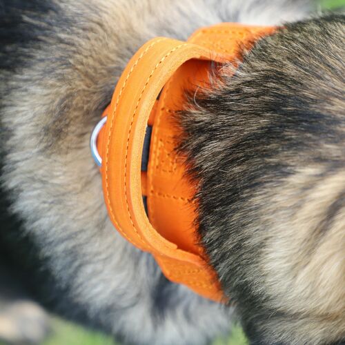 Product photo Leather collar with DRAGO handle, colored 11