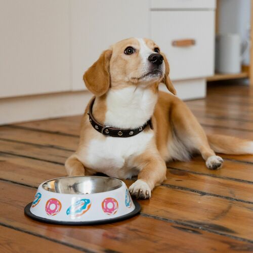 Product photo Classic Decorative Leather Collar 7