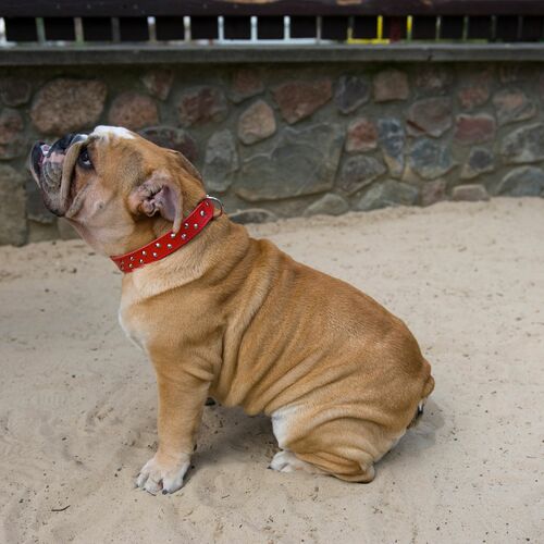 Product photo Classic Decorative Leather Collar 3