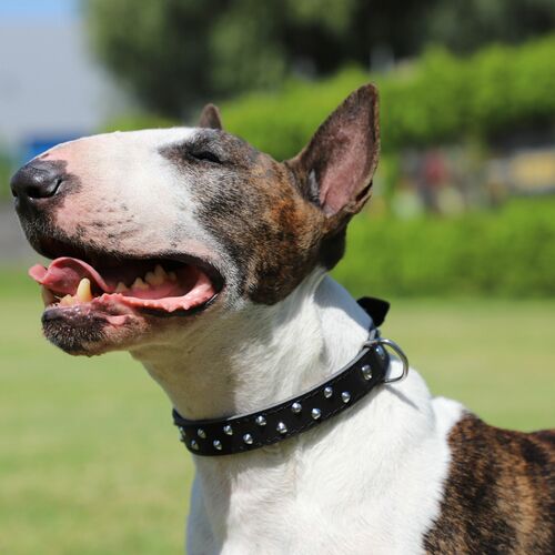 Product photo Classic Decorative Leather Collar 8