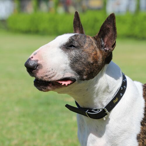 Product photo Classic Decorative Leather Collar 15