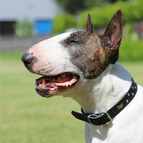 Product photo Classic Decorative Leather Collar 9