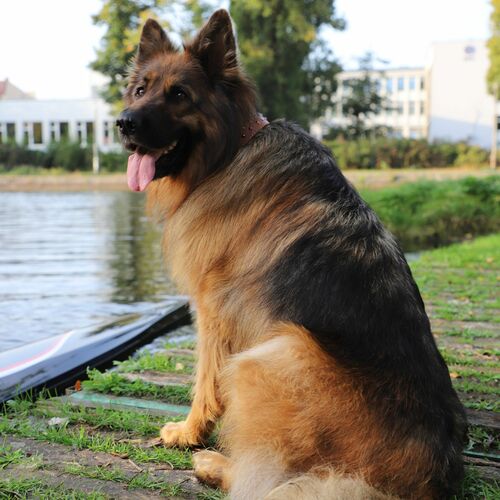 Zdjęcie produktu Obroża skórzana Classic ozdobna, podszyta filcem 13
