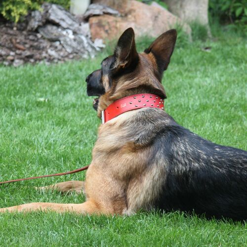 Product photo Classic Decorative Leather Collar 8