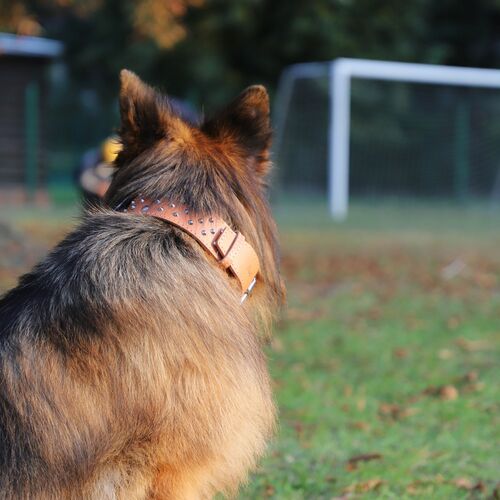 Product photo Classic Decorative Leather Collar 6