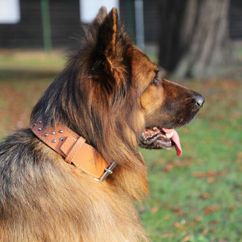 Product photo Classic Decorative Leather Collar 7