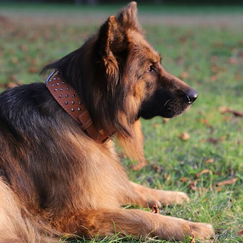Product photo Classic Decorative Leather Collar 7