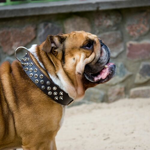 Product photo Classic Leather Collar With Spikes 7