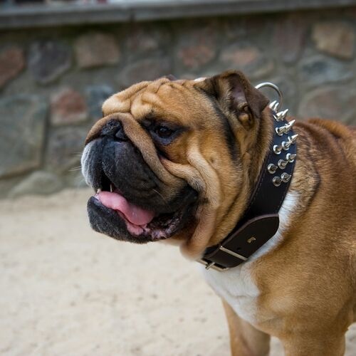 Product photo Classic Leather Collar With Spikes 9