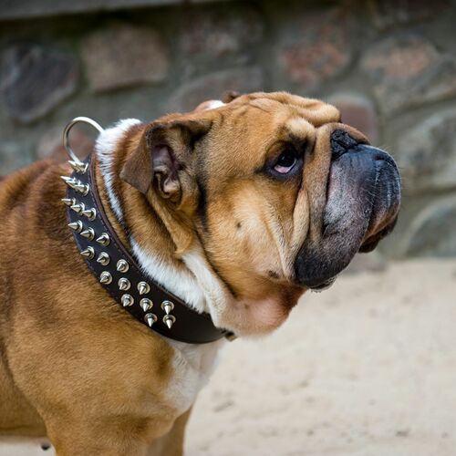 Product photo Classic Leather Collar With Spikes 6