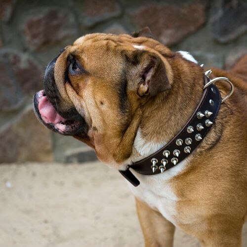 Product photo Classic Leather Collar With Spikes 7