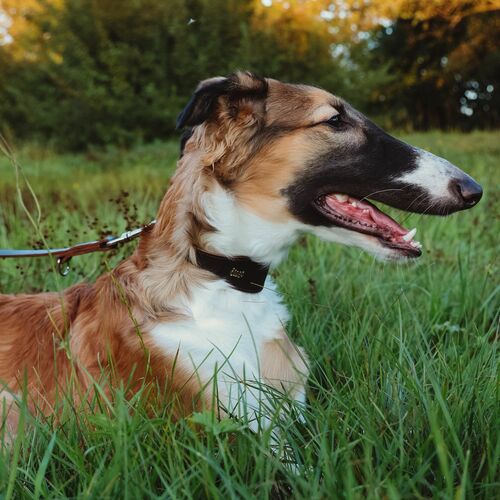 Product photo Classic Leather Greyhound Collar 6