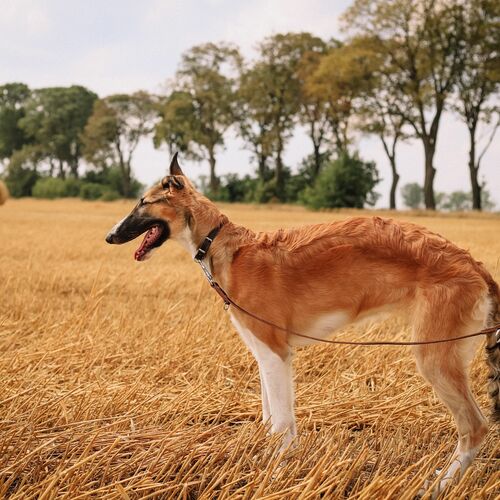 Product photo Classic Leather Greyhound Collar 7