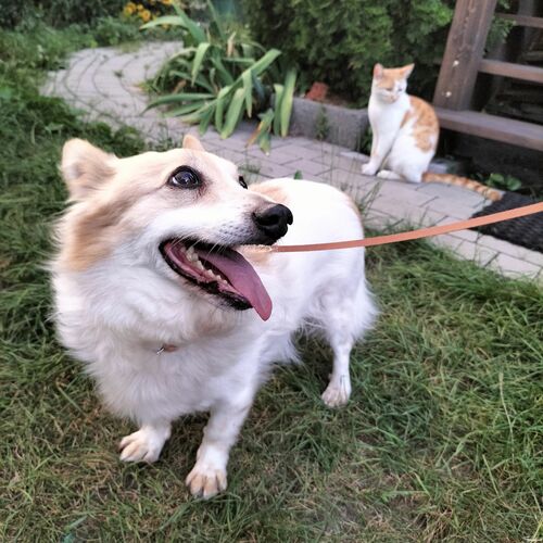 Product photo Classic Leather Urban Leash For Small Dogs 4