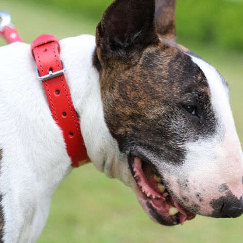 Product photo Classic Leather Extendable Leash 10