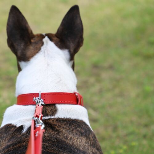 Product photo Classic Leather Extendable Leash 14