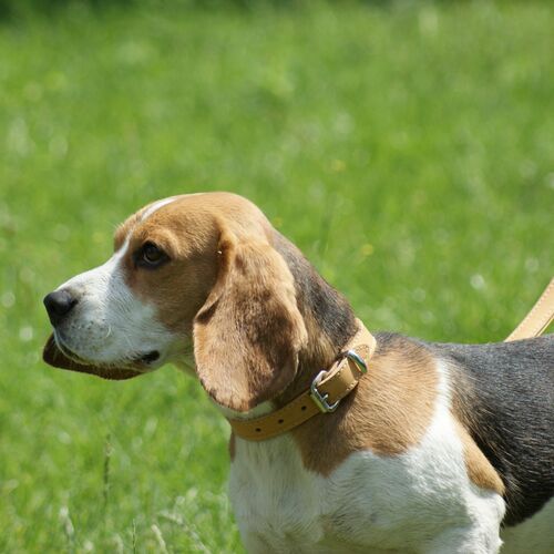 Product photo Soft Leather Collar 5