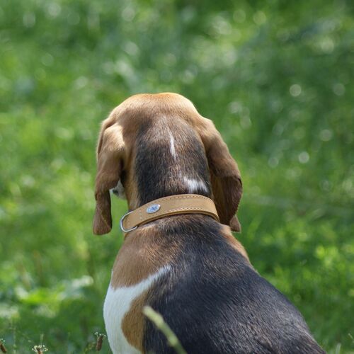 Product photo Soft Leather Collar 7