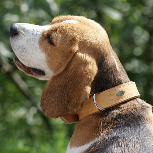 Product photo Soft Leather Collar 8