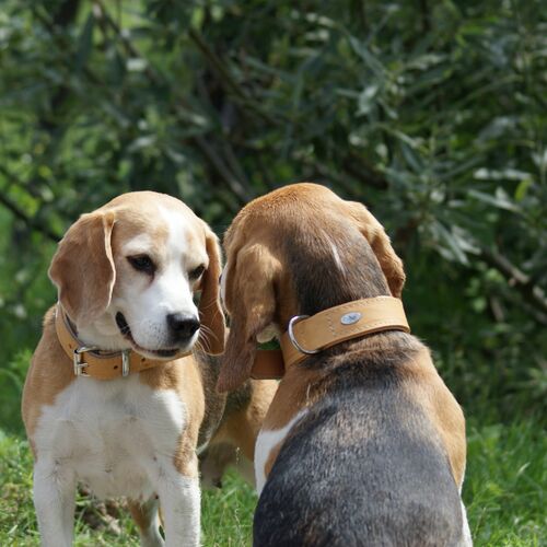 Product photo Soft Leather Collar 12