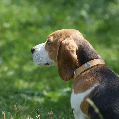 Product photo Soft Leather Collar 6