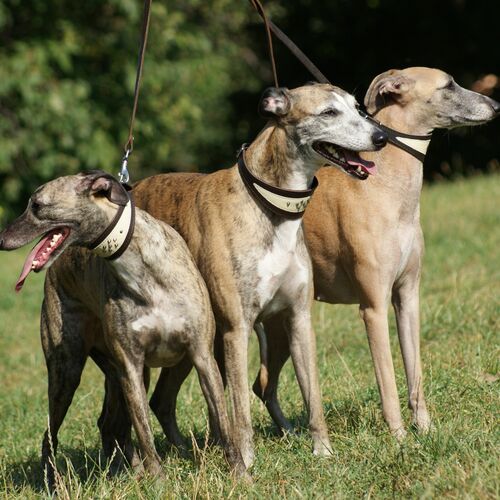 Product photo Soft Leather Greyhound Collar 14