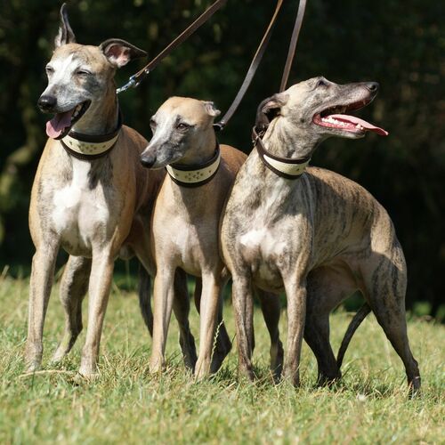 Product photo Soft Leather Greyhound Collar 7