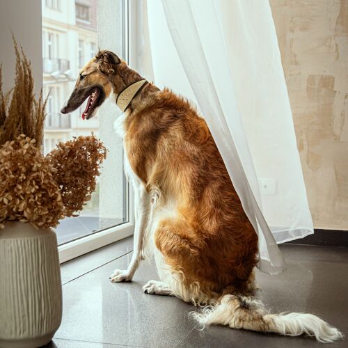 Product photo Soft Leather Greyhound Collar 14