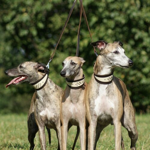 Product photo Soft Leather Greyhound Collar 4