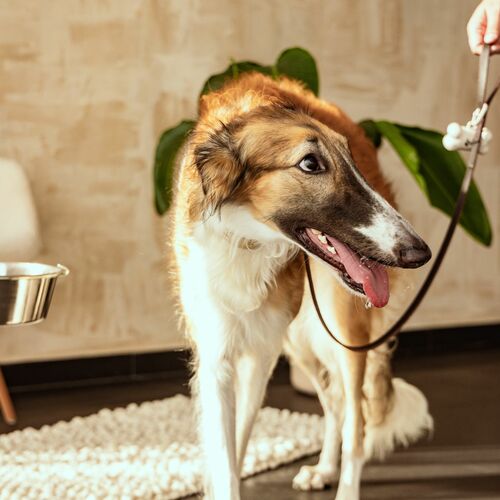 Product photo Soft Leather Greyhound Collar 12