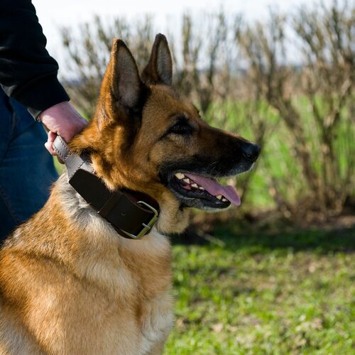 Product photo Soft Leather Collar With Handle 6